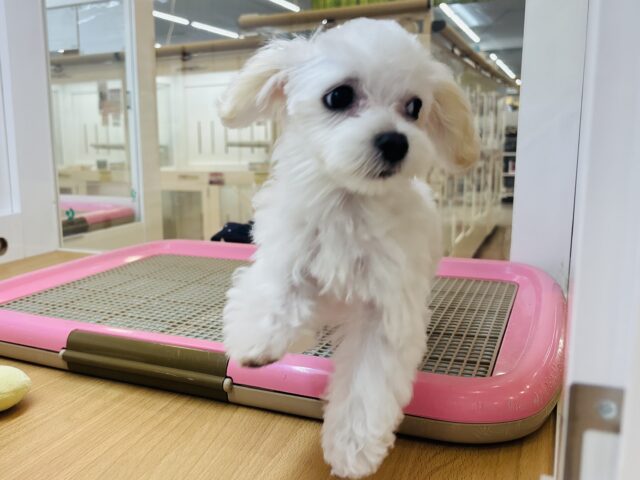 マルプー