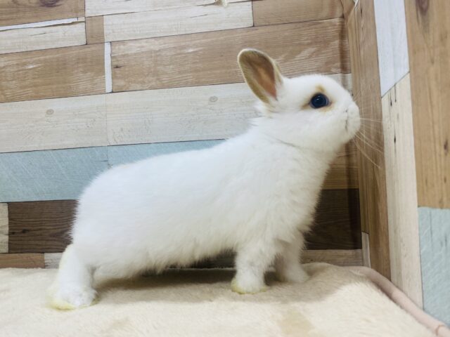 ネザーランドドワーフ