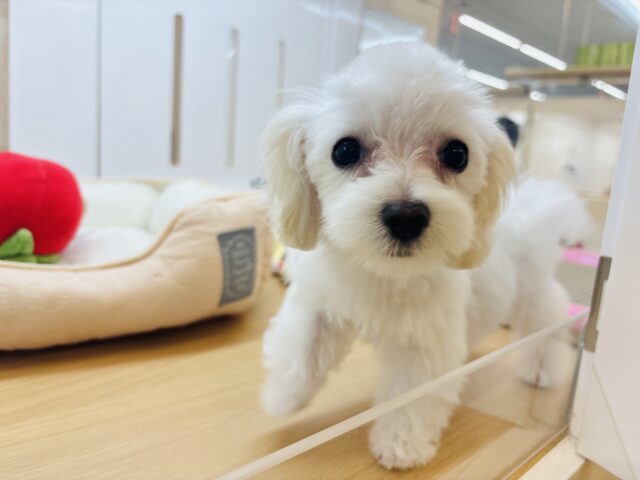 マルプー