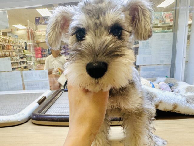 ミニチュアシュナウザー