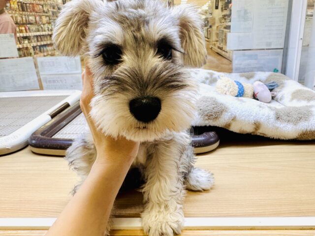 ミニチュアシュナウザー
