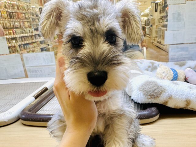ミニチュアシュナウザー