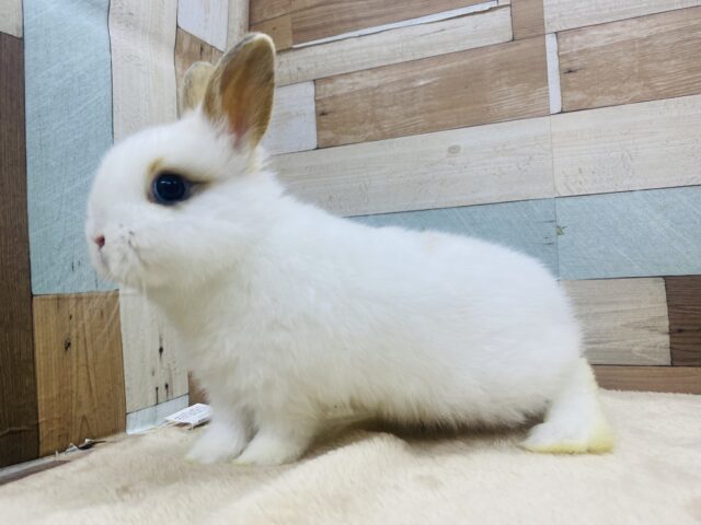 ネザーランドドワーフ