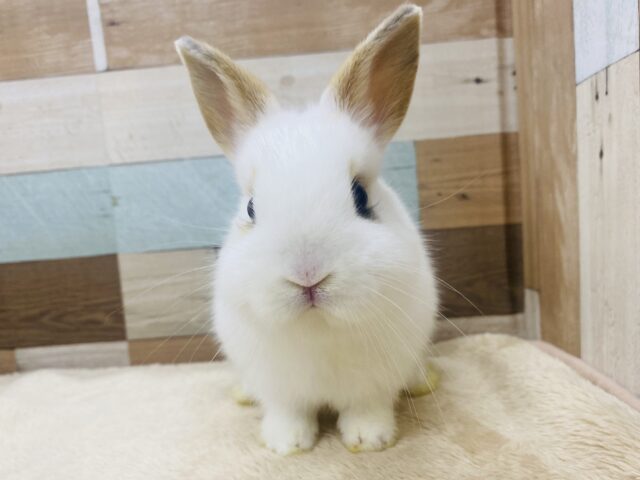 ネザーランドドワーフ