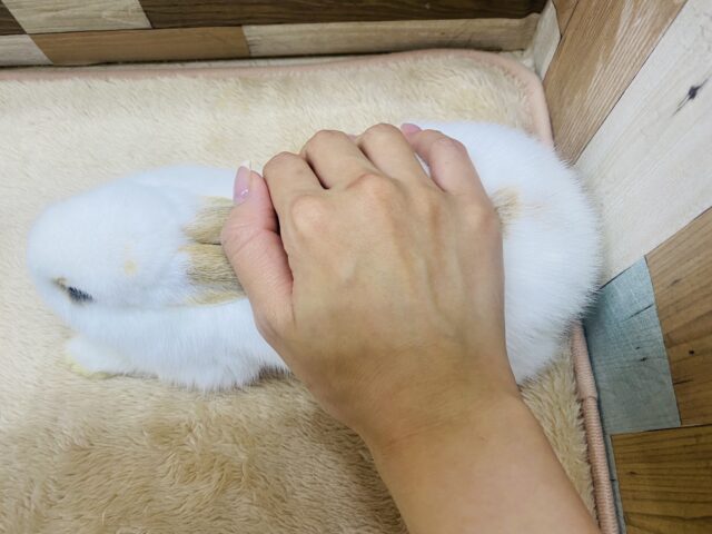 ネザーランドドワーフ