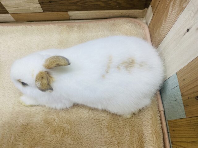 ネザーランドドワーフ
