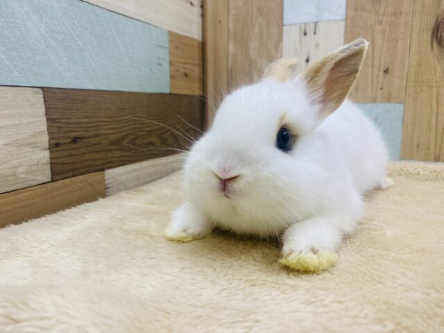 ネザーランドドワーフ