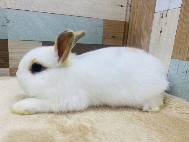 ネザーランドドワーフ