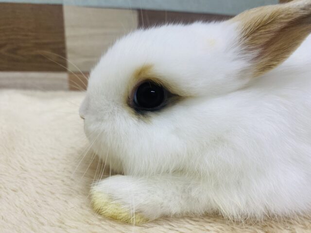 ネザーランドドワーフ