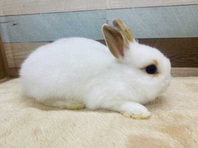 ネザーランドドワーフ