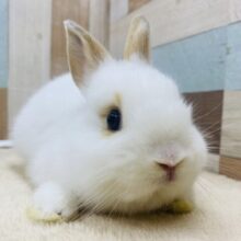 真っ白ミルクにキャラメルちゃん🧡雰囲気ぽわぽわなネザーランドドワーフ男の子❗️