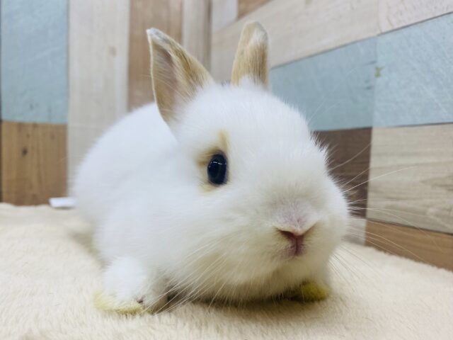 真っ白ミルクにキャラメルちゃん🧡雰囲気ぽわぽわなネザーランドドワーフ男の子❗️