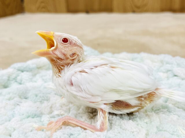 アルビノ文鳥