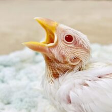 キラキラの赤いおめめ❤️アルビノ文鳥（ヒナ）