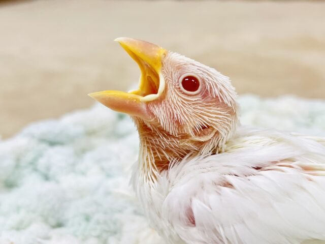 キラキラの赤いおめめ❤️アルビノ文鳥（ヒナ）