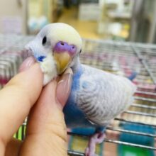 最新画像有ります🌟レアカラー⁉️ステキな予感がします…🩷セキセイインコパステル系