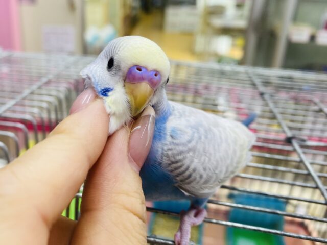 最新画像有ります🌟レアカラー⁉️ステキな予感がします…🩷セキセイインコパステル系