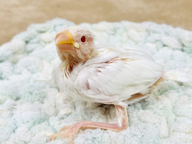 アルビノ文鳥