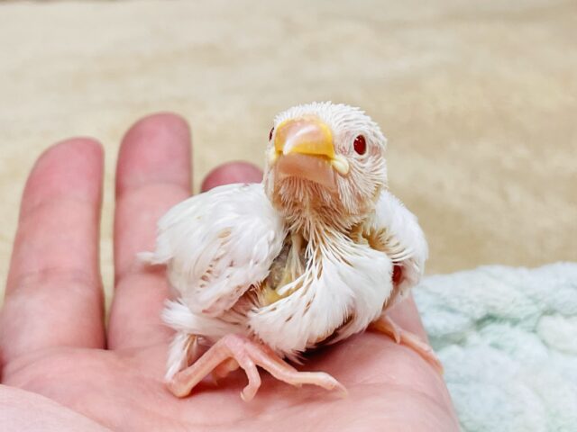 アルビノ文鳥