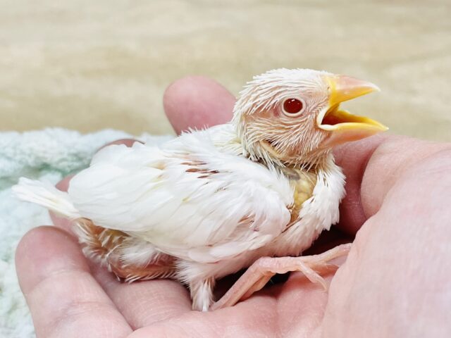 アルビノ文鳥