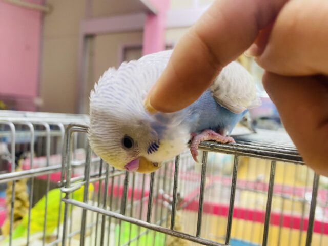セキセイインコ