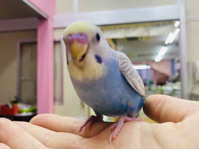 セキセイインコ