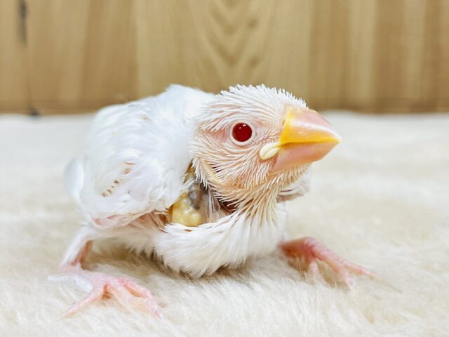 アルビノ文鳥
