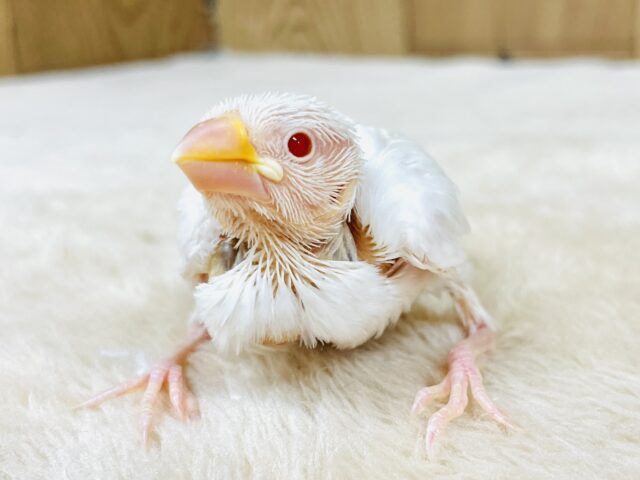 アルビノ文鳥