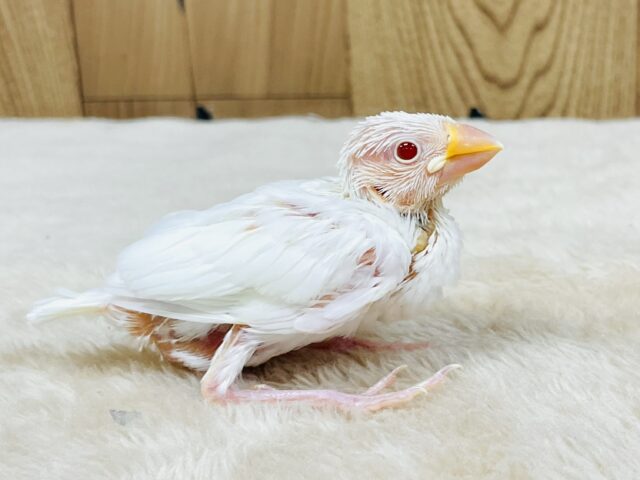 アルビノ文鳥