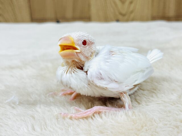 アルビノ文鳥