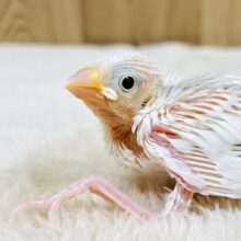 これから大きくなるよ✨白文鳥（ヒナ）
