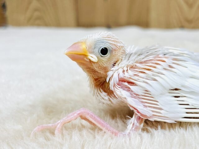 これから大きくなるよ✨白文鳥（ヒナ）