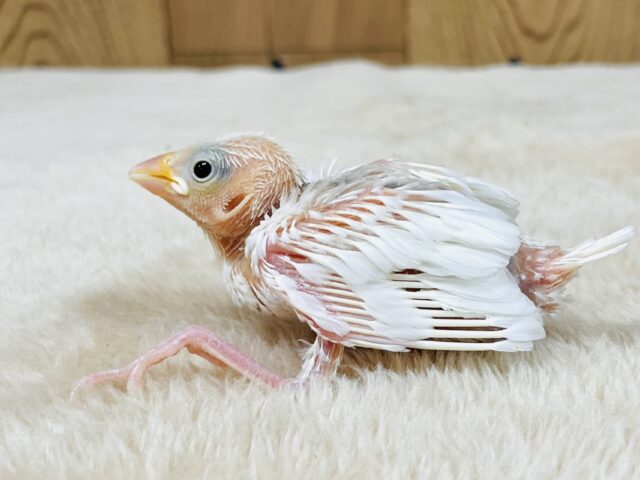 白文鳥