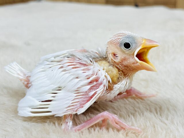 白文鳥