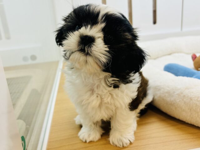 シーズー