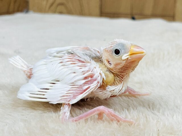 白文鳥
