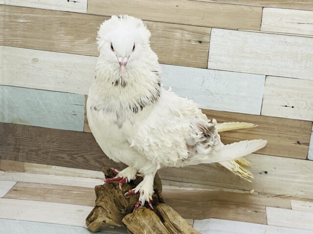 フリルバック鳩