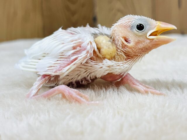 白文鳥