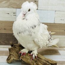 ご自慢のうねうねヘアー♡初入舎⁈フリルバック鳩🎶