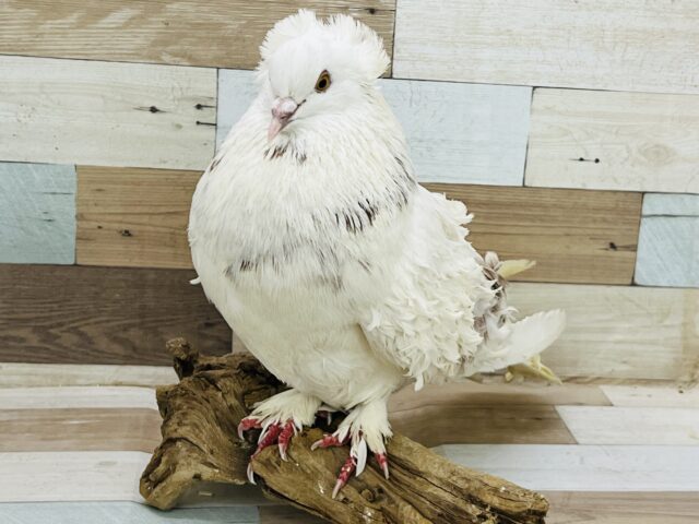 ご自慢のうねうねヘアー♡初入舎⁈フリルバック鳩🎶