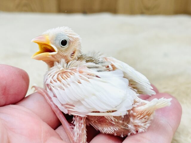 白文鳥
