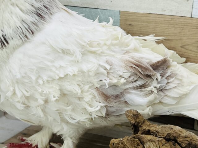 フリルバック鳩