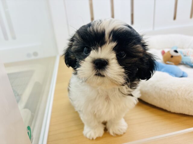 そんな可愛いお顔で見つめられたら……シーズーちゃん！
