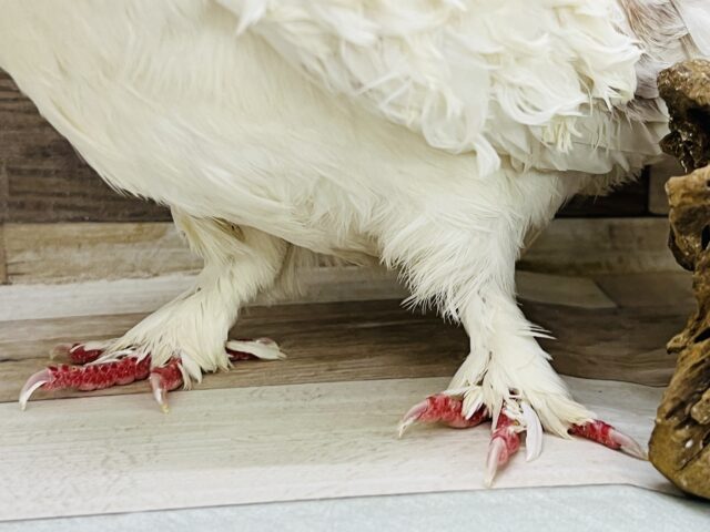 フリルバック鳩