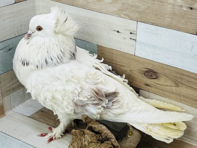 フリルバック鳩