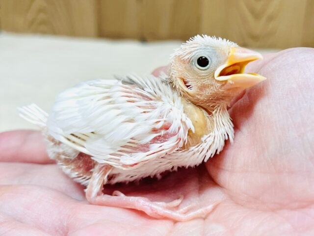 白文鳥