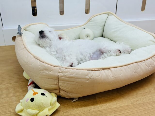 マルプー