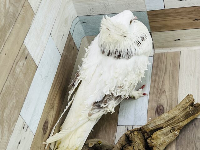 フリルバック鳩