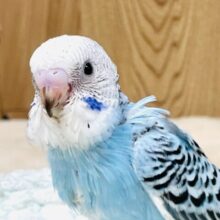 ニコニコ☺️ごきげんなセキセイインコちゃん（オパーリン）ヒナ