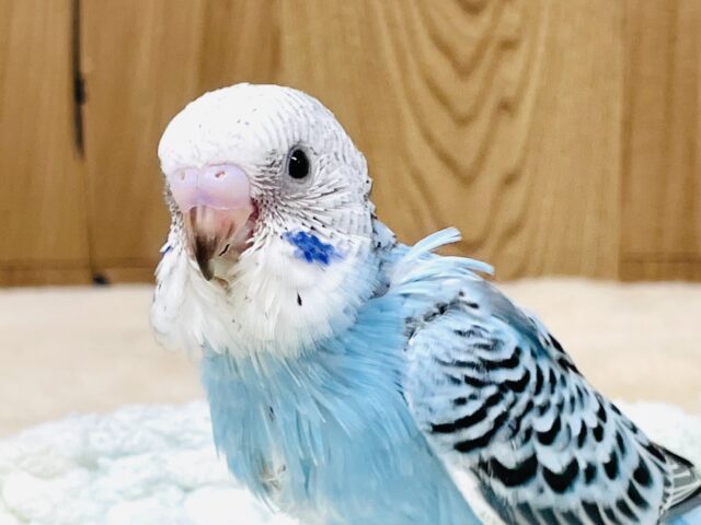 ニコニコ☺️ごきげんなセキセイインコちゃん（オパーリン）ヒナ